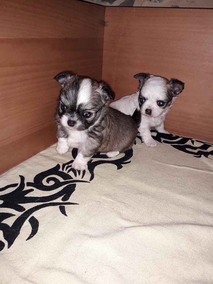 Du Jardin Des Coquelicots - Chihuahua - Portée née le 18/12/2017